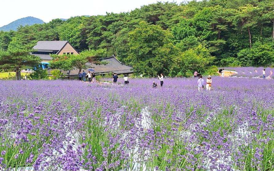 고창 청농원 라벤더