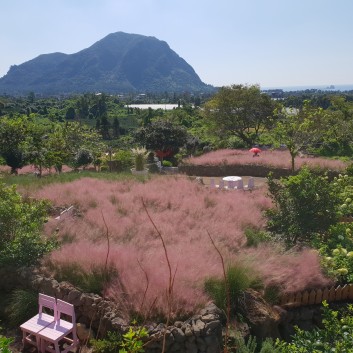 마노르블랑핑크뮬리