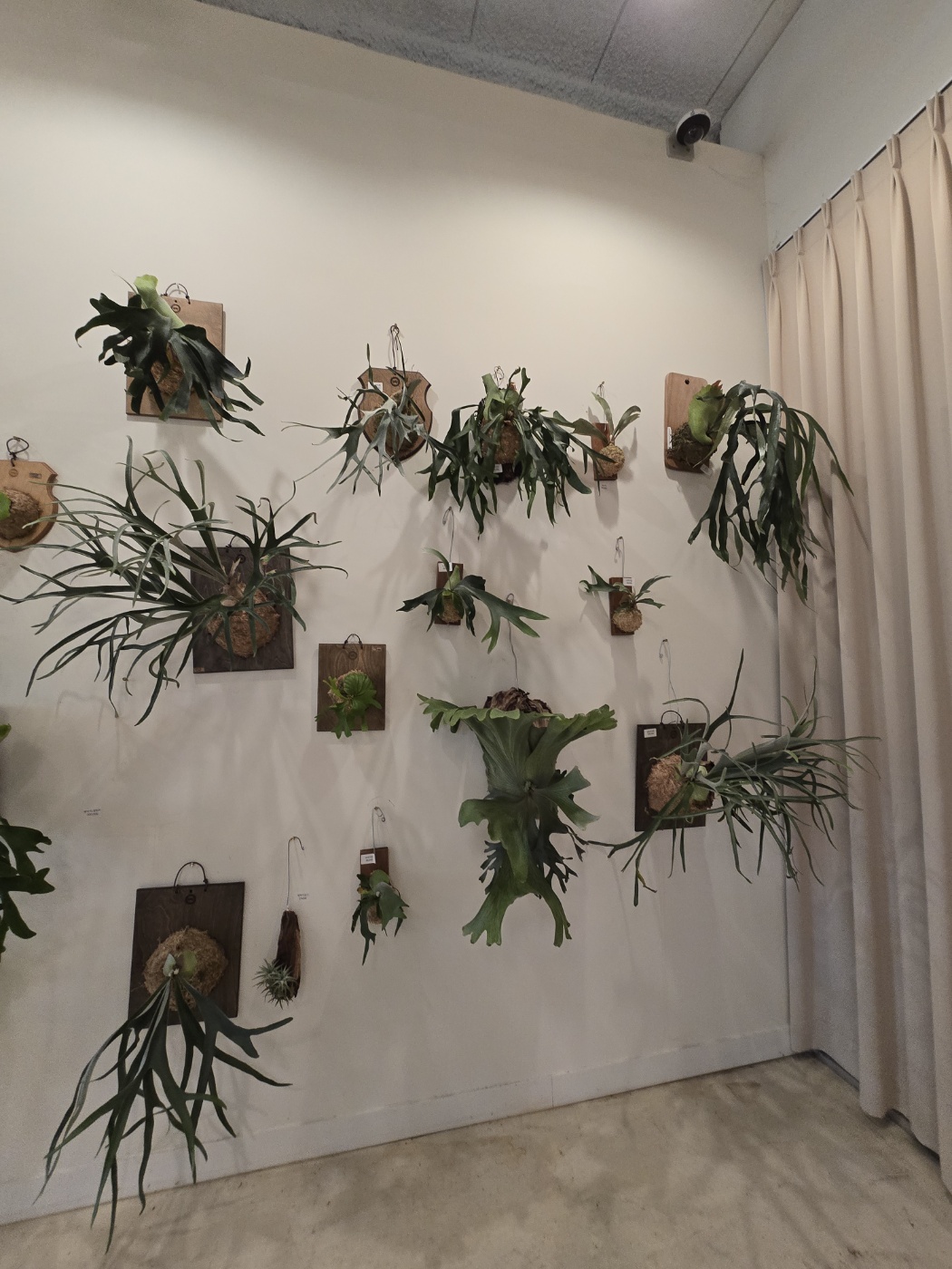 로이스터스카페내에있는 화려한 식물들중 박쥐란