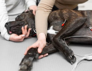 강아지 퇴행성 관절염 증상 및 관리 방법은 이렇게