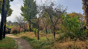 화성_우리꽃식물원_국화전시회