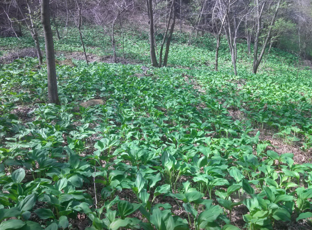 극한직업 명이나물