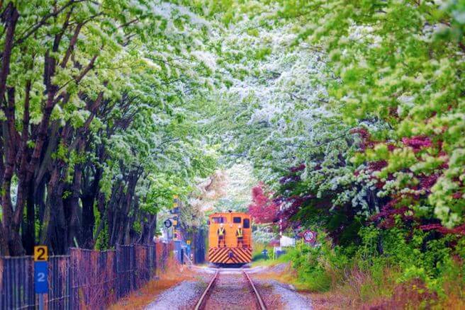 전주 이팝나무 철길만 맛집 주차 일정 개방기간 야간 만개