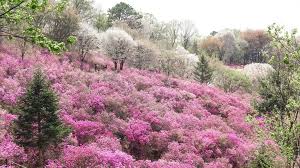 원미산 진달래 축제