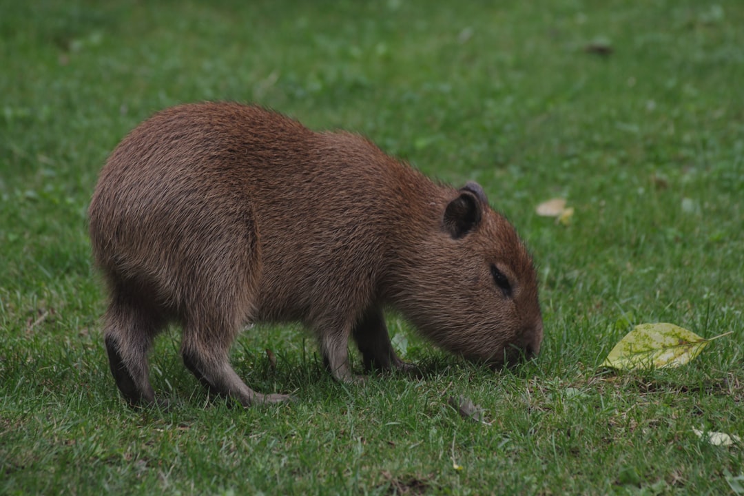 Capybara