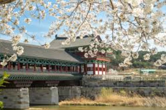 경주 벚꽃