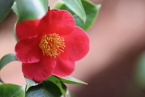 동백꽃 주꾸미 축제