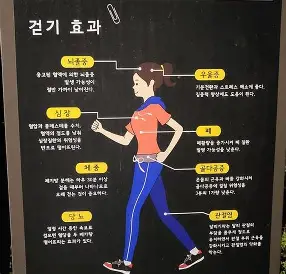 걷기운동 효과