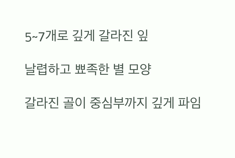 우리가 아는 그 모습&amp;#44; 날렵한 단풍나무