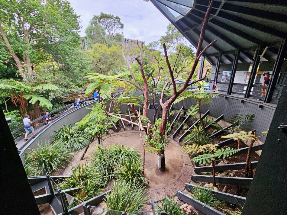 시드니 타롱가 동물원 할인이용 팁 & 하버 호퍼 24시간 패스 이용후기