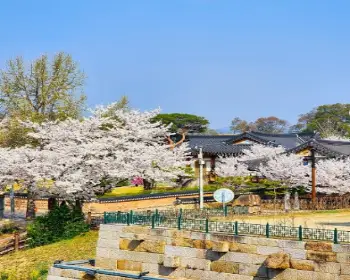 경주벚꽃축제_3