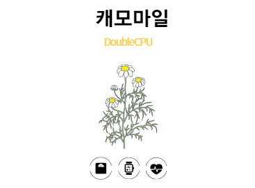 캐모마일이란?