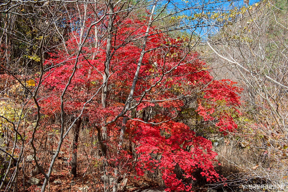 성주 가볼만한곳 베스트10
