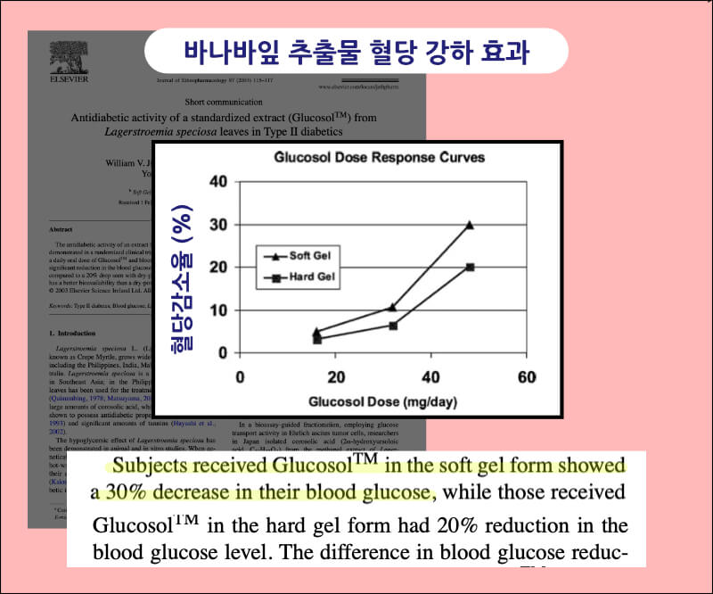 바나바잎 추출물을 2주간 복용했을 때 공복 혈당 수치가 최대 30% 감소하는 결과를 보여줍니다.