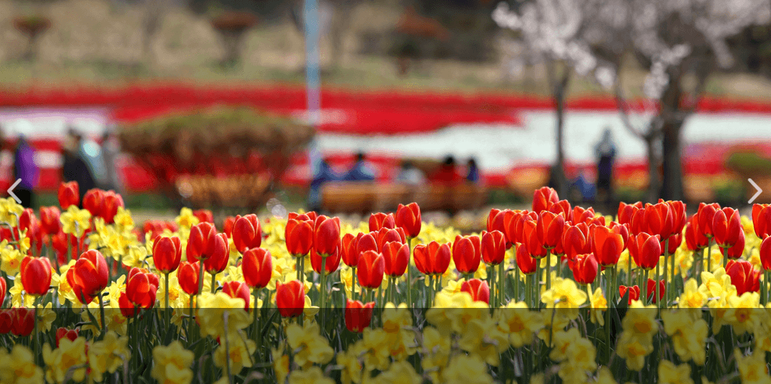 태안 튤립축제 기간
