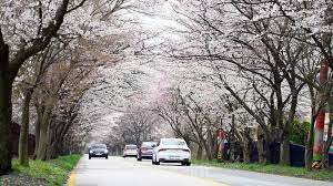 전라도 정읍 벚꽃 명소 베스트 5 벚꽃시기 만개시기 드라이브 코스