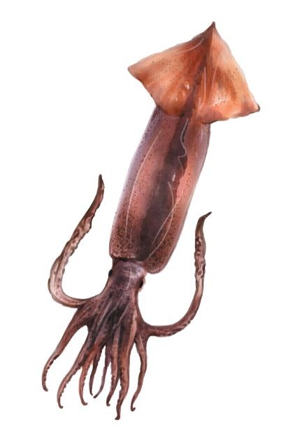 통풍에 나쁜 음식 오징어