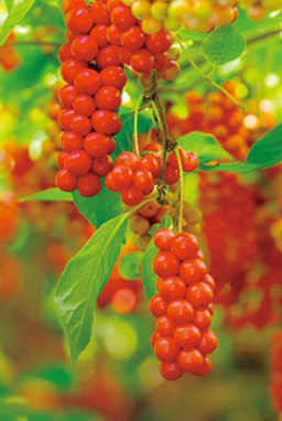 오미자 열매 이미지