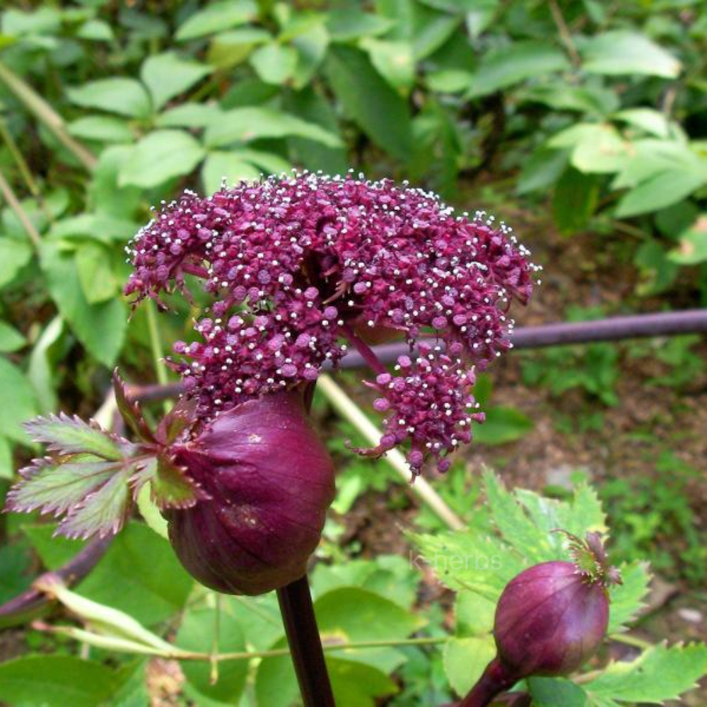 보라색 당귀 꽃대