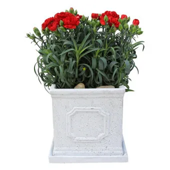 카네이션 화분 키우는 방법 생화 꽃바구니 관리_2