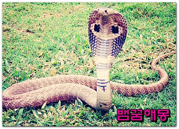 뱀꿈-뱀이행동하는꿈-2
