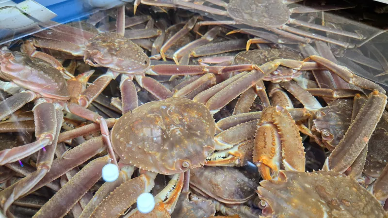 수족관에 가득 대게가 들어 있는 모습