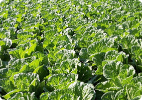 평창 고랭지 김장축제,예약 방법