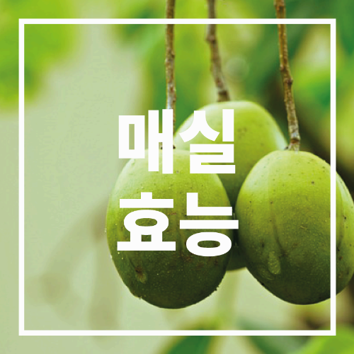 매실 효능