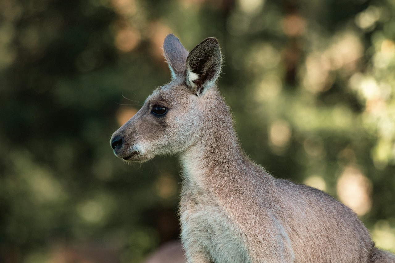 Australia Kangaru