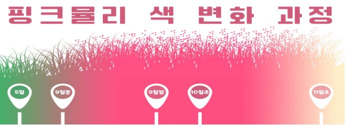 고창 핑크뮬리 축제