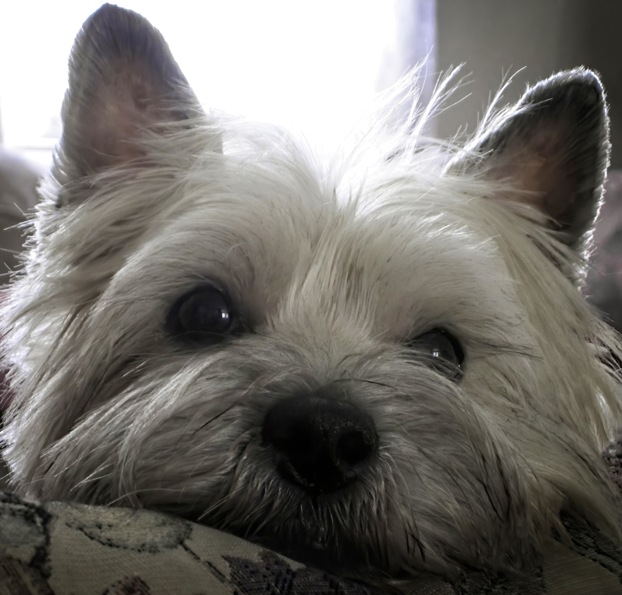 케언 테리어(Cairn Terrier)4