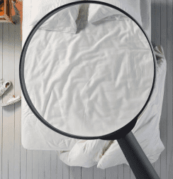 빈대 물린자국 빈대 퇴치법 퇴치제 살충제