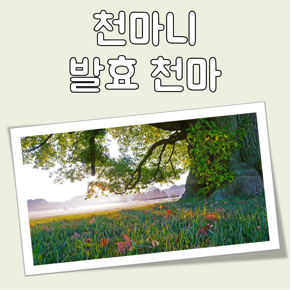 천마니 발효천마 특징 리뷰