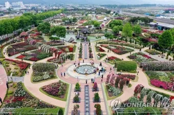 오늘이 아니라면 최적의 개화 시기는 언제인지 곡성세계장미축제에서 확인하세요_5
