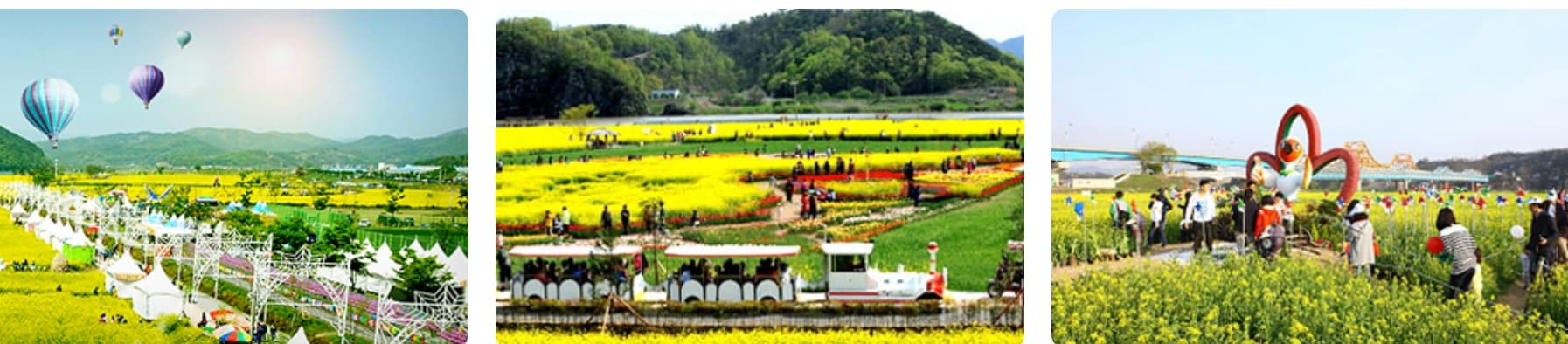 창녕 낙동강 유채꽃축제 ❘ 국내 최대 유채꽃밭! 일정, 명소, 즐길 거리, 꿀팁 총정리