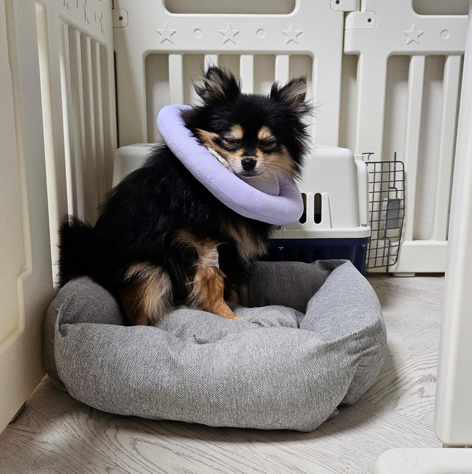 병원에 다녀 온 달콩