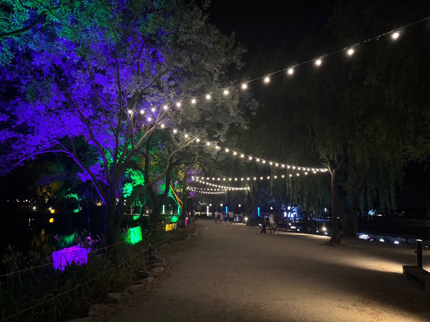 궁남지 연꽃 야경