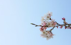 벚꽃 축제 극성수기 바가지 요금 완벽 방어! 야놀자&middot;여기어때 숙박 어플 예약 꿀팁