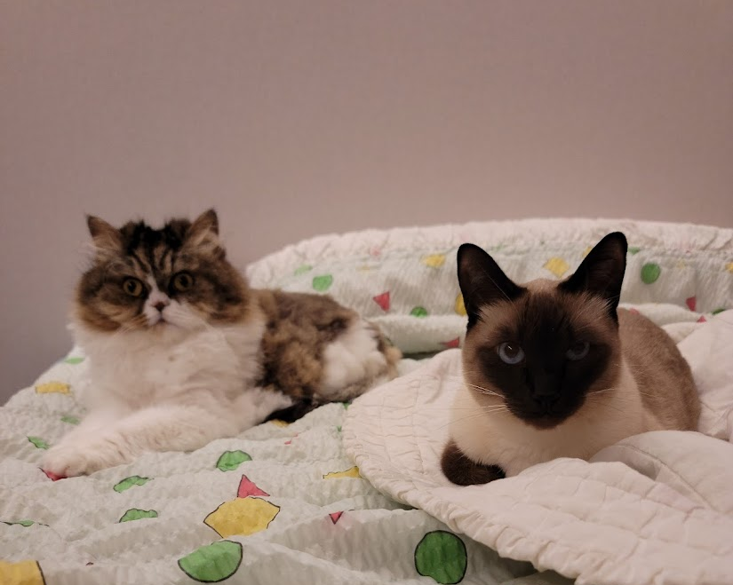 절친이된 샴고양이 크림이와 페르시안 로제