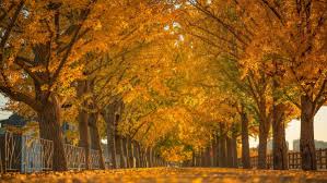 충남 은행나무 길