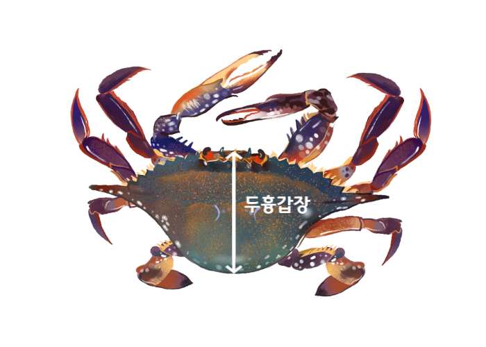 꽃게 금지체장