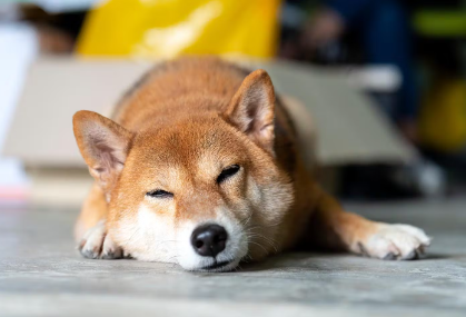 누워있는 시바견