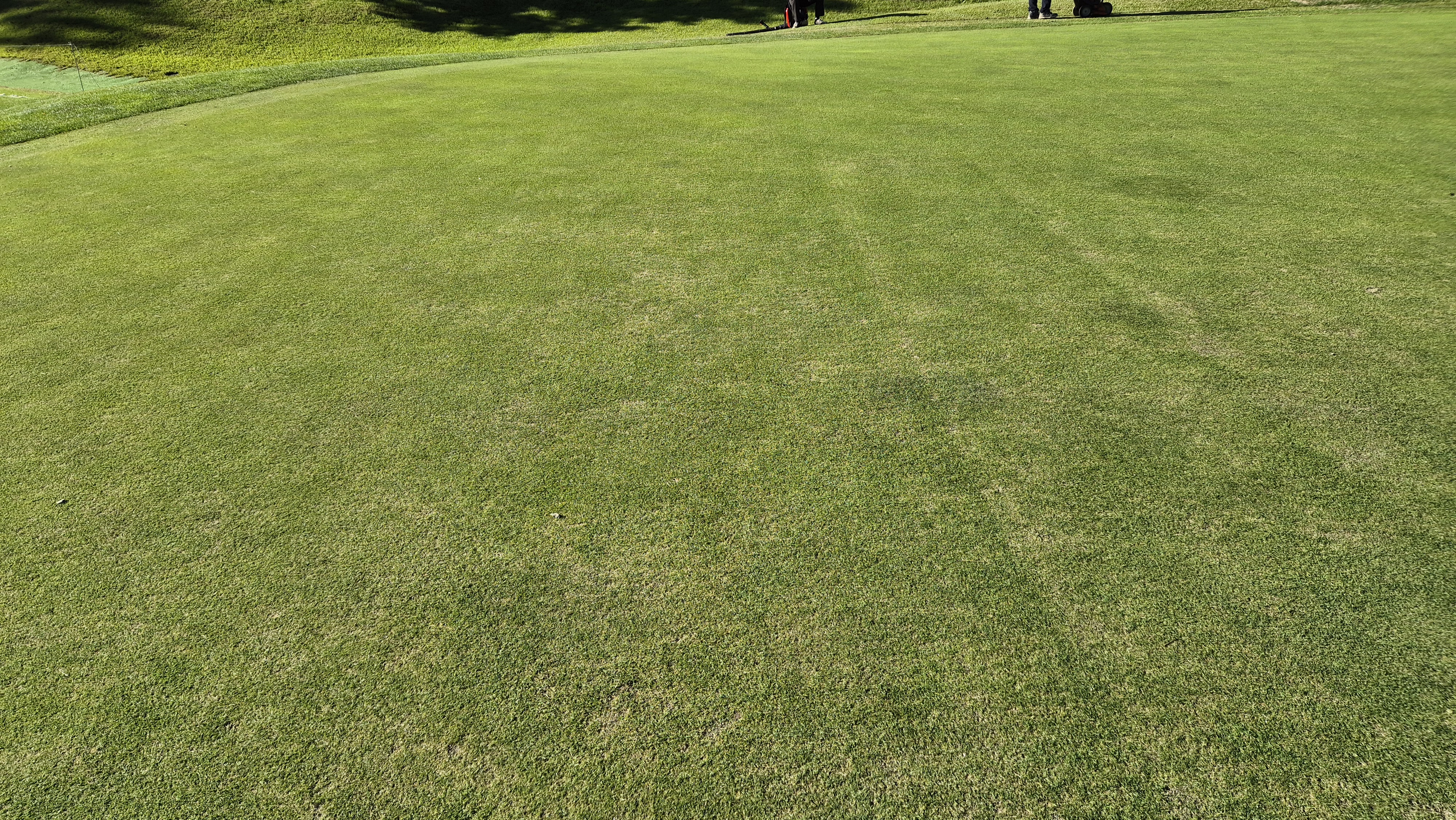 떼제베cc 동-북 코스 그린 관리 상태