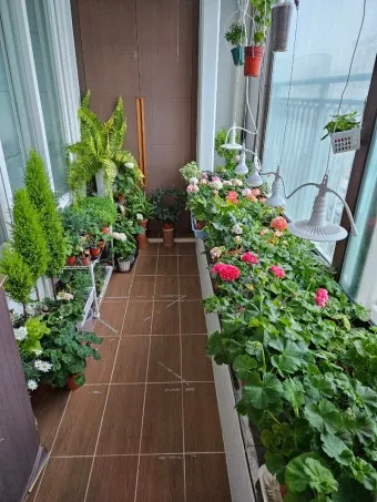 베란다정원 키우기 바람차단 햇빛차광 물주기 여름철 관리 요령_10