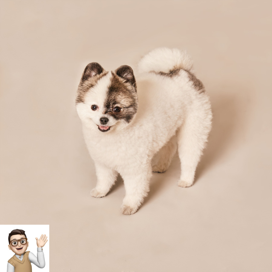 포메라니안