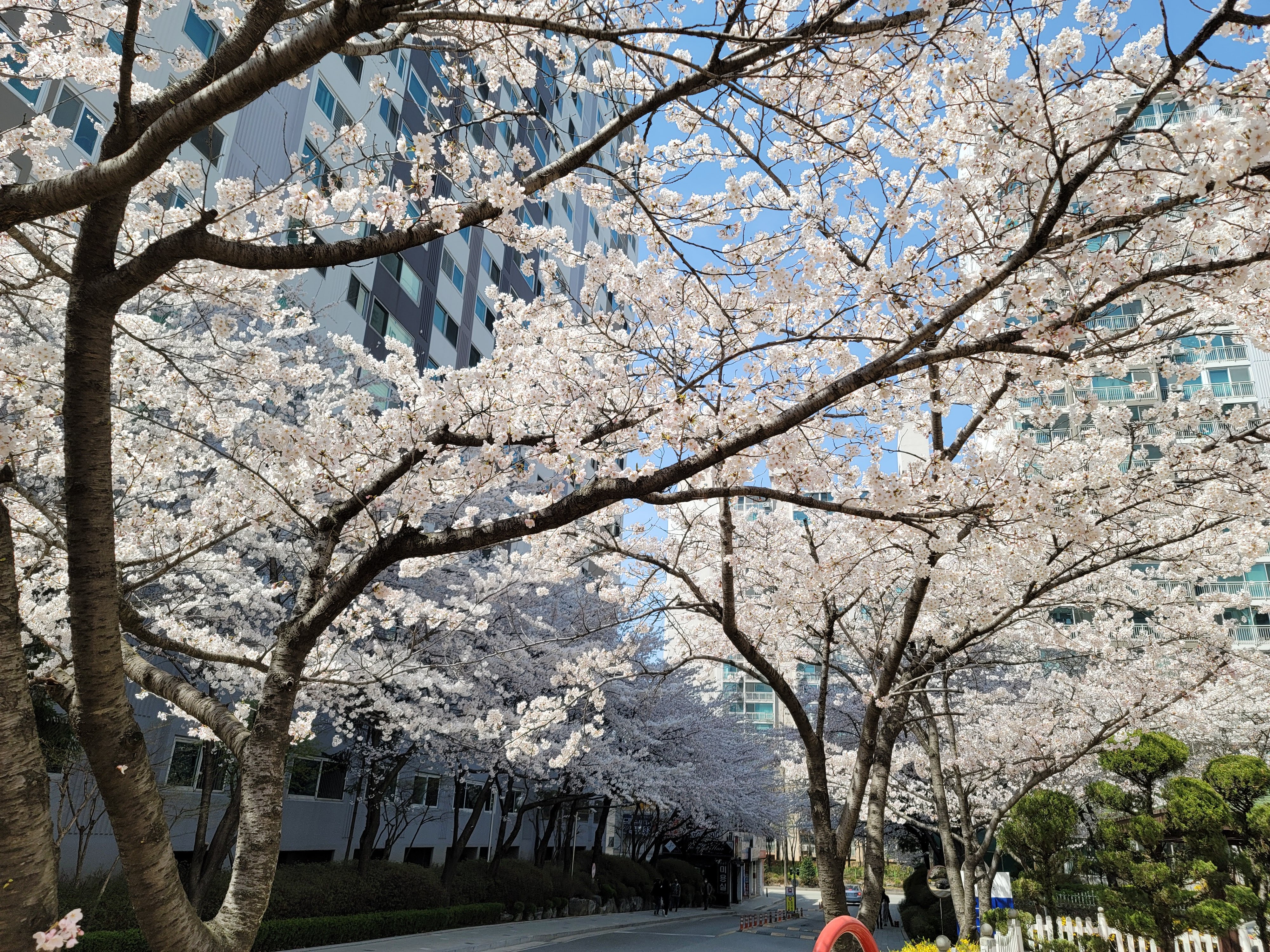수원 숨은 벚꽃 명소