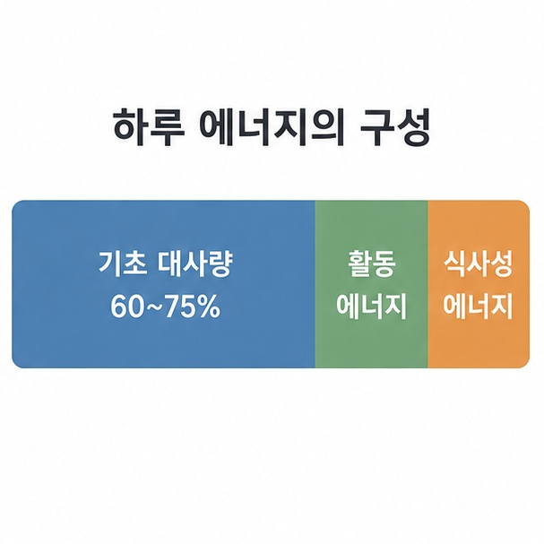 하루 에너지 소비 구성, 기초 대사량 60~75%와 활동 에너지, 식사성 에너지를 나눈 누적 막대