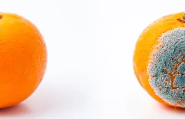귤 곰팡이