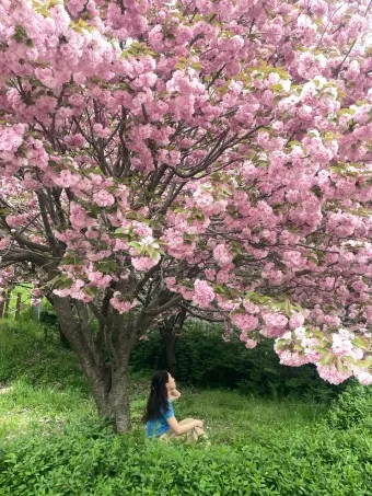 겹벚꽃 개화시기 숨겨진 명소_8