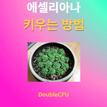 에셀리아나 키우기 물주기